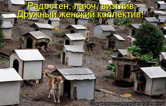 Радостен, лаюч, визглив - Дружный женский коллектив!... Котоматрица: Радостен, лаюч, визглив - Дружный женский коллектив!