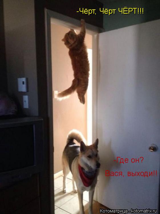Котоматрица: -Где он?  Вася, выходи!! -Чёрт, Чёрт ЧЁРТ!!!