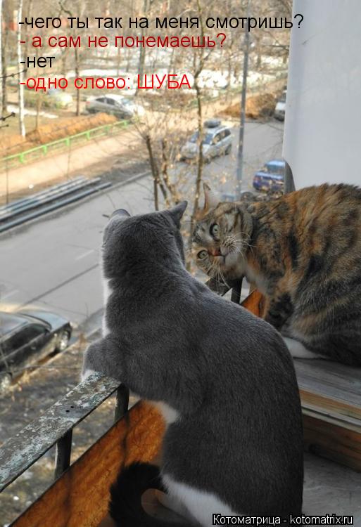 -чего ты так на меня смотришь? - а сам не понемаешь? -нет -одно слово: ШУБА... Котоматрица: -чего ты так на меня смотришь? - а сам не понемаешь? -нет -одно слово: ШУБА