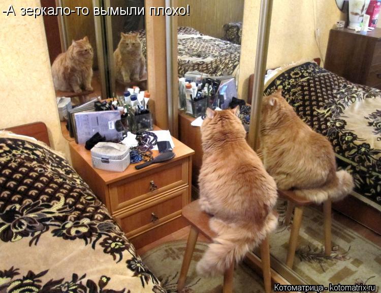 -А зеркало-то вымыли плохо!... Котоматрица: -А зеркало-то вымыли плохо!