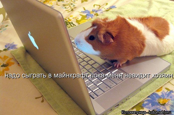 надо сыграть в майнкрафт пока меня невидит хозяин... Котоматрица: надо сыграть в майнкрафт пока меня невидит хозяин
