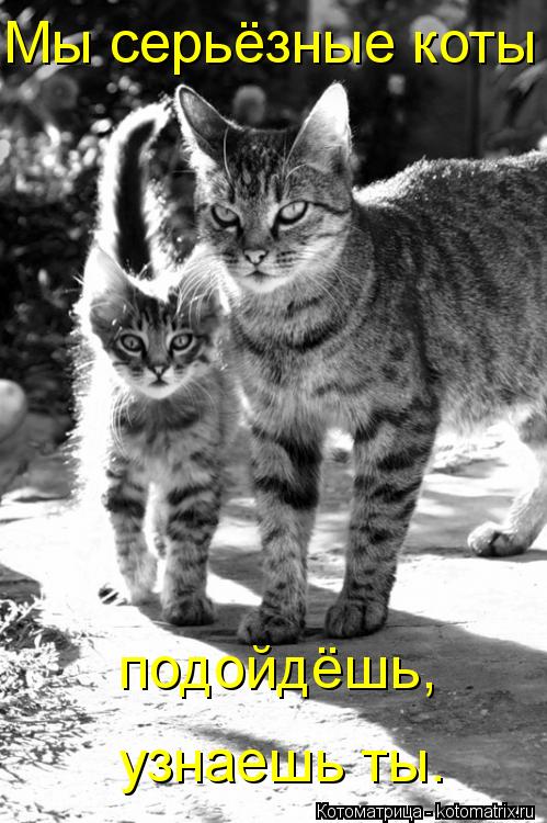 Мы серьёзные коты подойдёшь, узнаешь ты.... Котоматрица: Мы серьёзные коты подойдёшь, узнаешь ты.