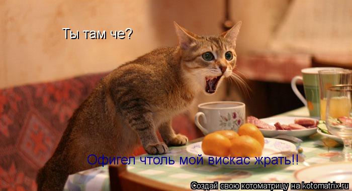 Котоматрица: Ты там че? Ты там че? Офигел чтоль мой вискас жрать!!