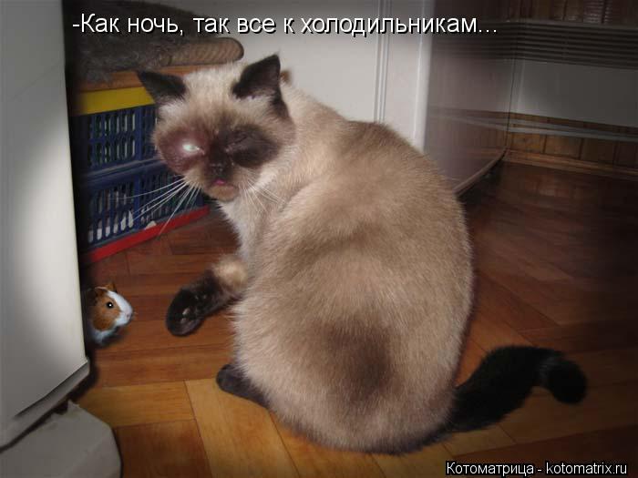 -Как ночь, так все к холодильникам...... Котоматрица: -Как ночь, так все к холодильникам...