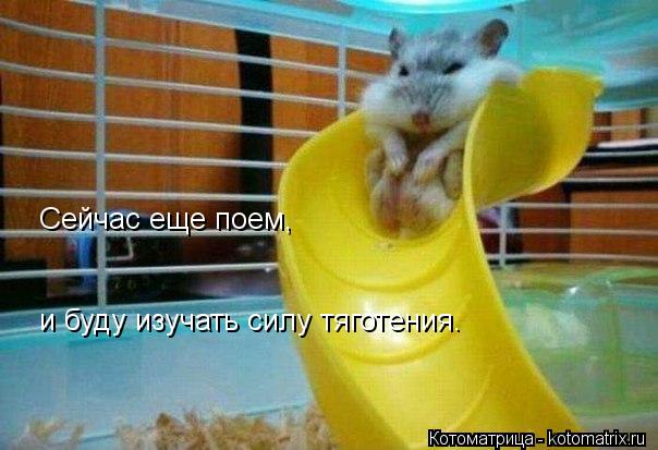 Сейчас еще поем, и буду изучать силу тяготения.... Котоматрица: Сейчас еще поем, и буду изучать силу тяготения.