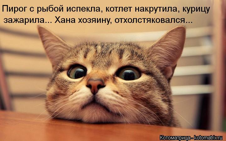 Пирог с рыбой испекла, котлет накрутила, курицу зажарила... Хана хозяину, отхолстяковался...... Котоматрица: Пирог с рыбой испекла, котлет накрутила, курицу зажарила... Хана хозяину, отхолстяковался...