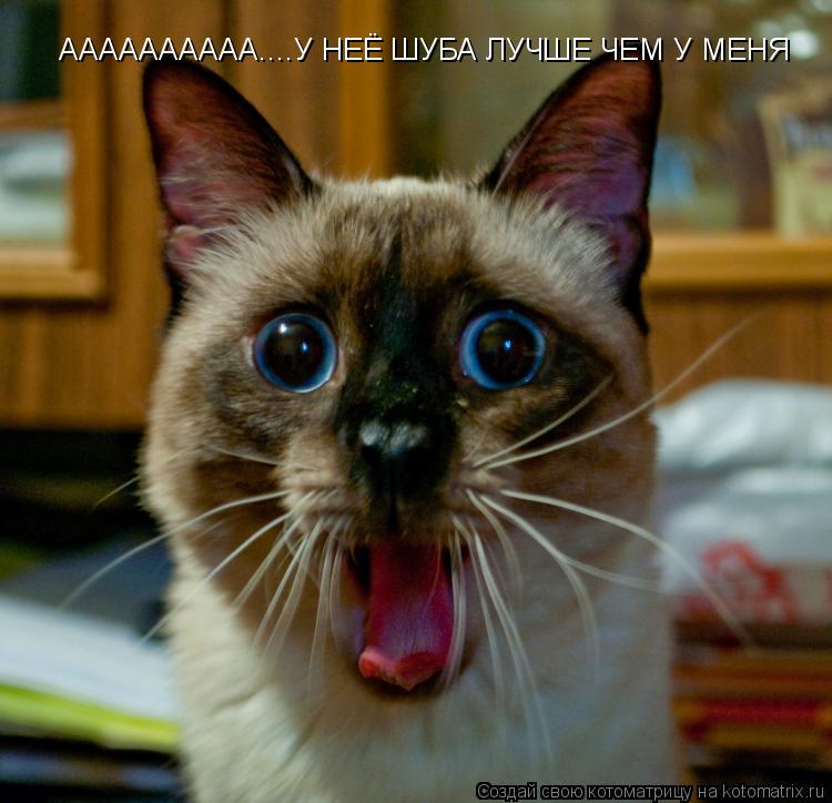 АААААААААА....У НЕЁ ШУБА ЛУЧШЕ ЧЕМ У МЕНЯ... Котоматрица: АААААААААА....У НЕЁ ШУБА ЛУЧШЕ ЧЕМ У МЕНЯ