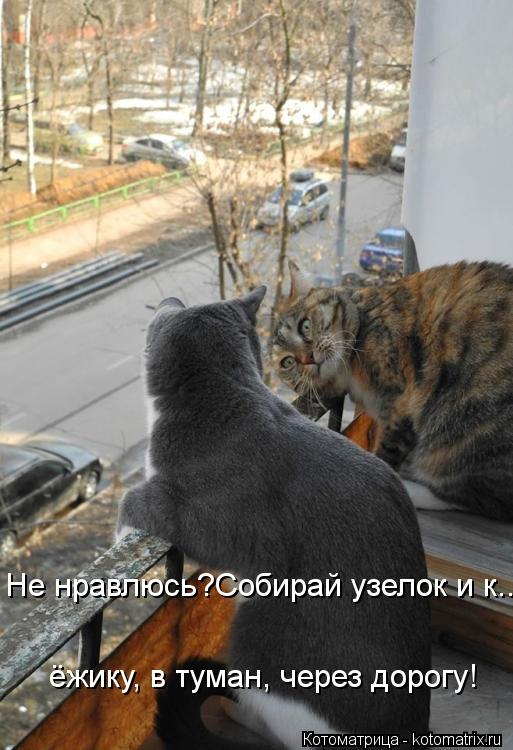 ёжику, в туман, через дорогу! Не нравлюсь?Собирай узелок и к...... Котоматрица: ёжику, в туман, через дорогу! Не нравлюсь?Собирай узелок и к...
