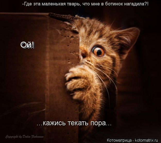 -Где эта маленькая тварь, что мне в ботинок нагадила?! Ой! Ой! ...кажись текать пора...... Котоматрица: -Где эта маленькая тварь, что мне в ботинок нагадила?! Ой! Ой! ...кажись текать пора...