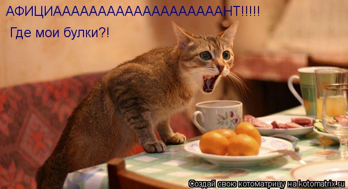 АФИЦИАААААААААААААААААААНТ!!!!! Где мои булки?!... Котоматрица: АФИЦИАААААААААААААААААААНТ!!!!! Где мои булки?!