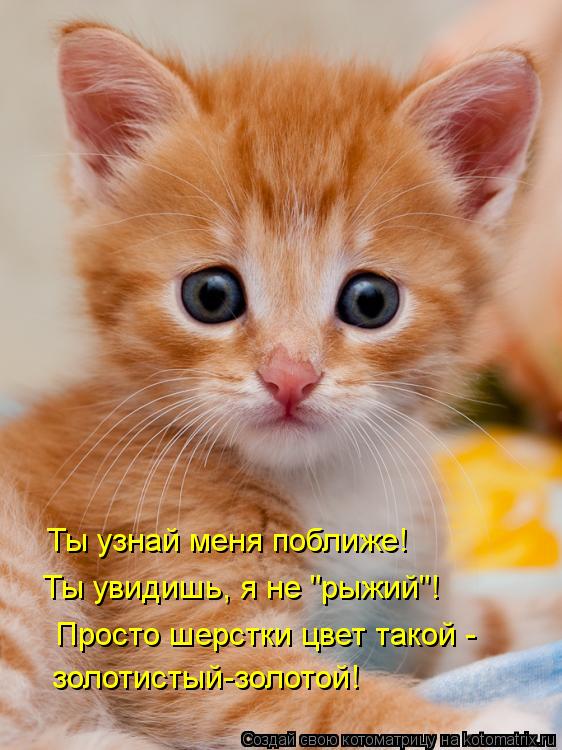 Ты узнай меня поближе! Ты увидишь, я не "рыжий"! Просто шерстки цвет такой - золотистый-золотой!... Котоматрица: Ты узнай меня поближе! Ты увидишь, я не "рыжий"! Просто шерстки цвет такой - золотистый-золотой!