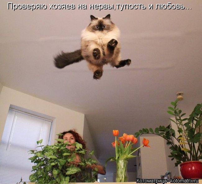 Проверяю хозяев на нервы,тупость и любовь...... Котоматрица: Проверяю хозяев на нервы,тупость и любовь...
