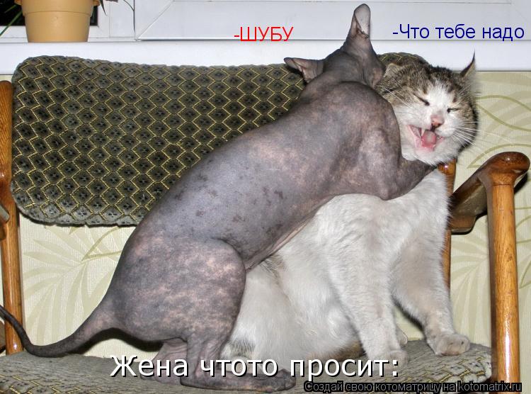 -ШУБУ -Что тебе надо Жена чтото просит:... Котоматрица: -ШУБУ -Что тебе надо Жена чтото просит: