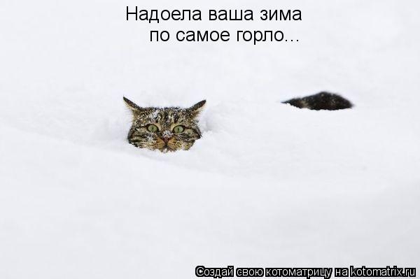 Надоела ваша зима по самое горло...... Котоматрица: Надоела ваша зима по самое горло...