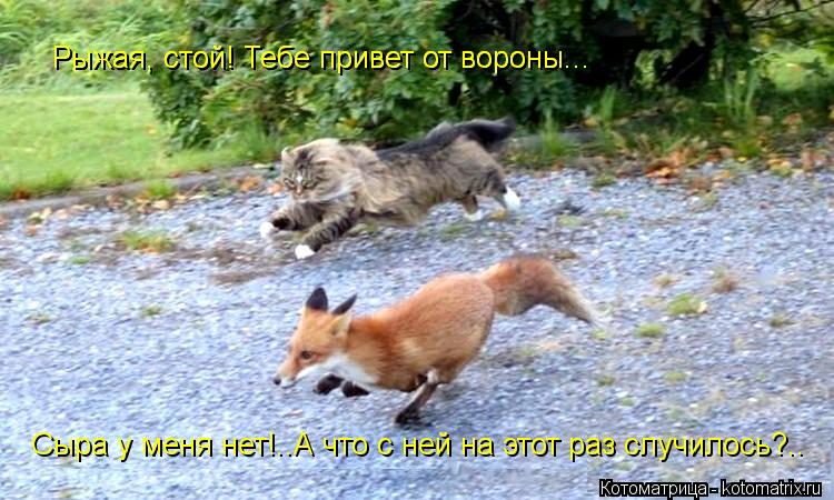 Рыжая, стой! Тебе привет от вороны... Сыра у меня нет!..А что с ней на этот раз случилось?.. Рыжая, с... Котоматрица: Рыжая, стой! Тебе привет от вороны... Сыра у меня нет!..А что с ней на этот раз случилось?.. Рыжая, стой! Тебе привет от вороны...