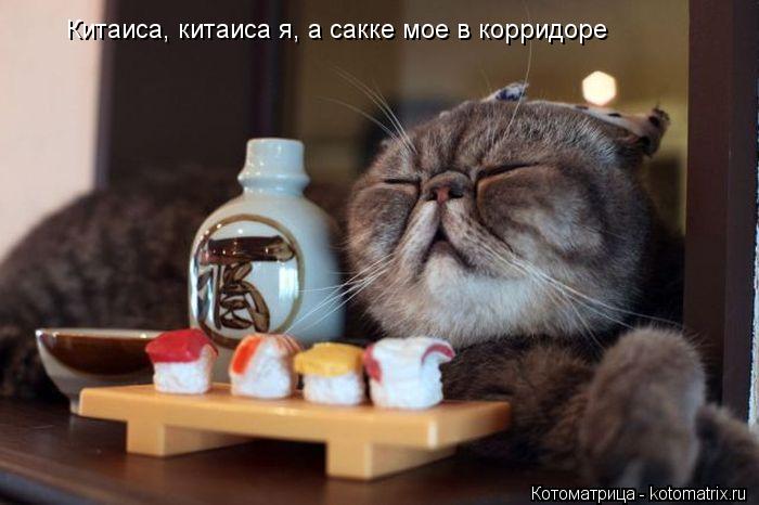 Китаиса, китаиса я, а сакке мое в корридоре... Котоматрица: Китаиса, китаиса я, а сакке мое в корридоре