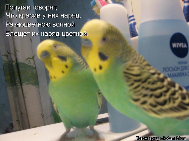 Попугаи говорят, Что красив у них наряд. Разноцветною волной Блещет их наряд цветной.... Котоматрица: Попугаи говорят, Что красив у них наряд. Разноцветною волной Блещет их наряд цветной.