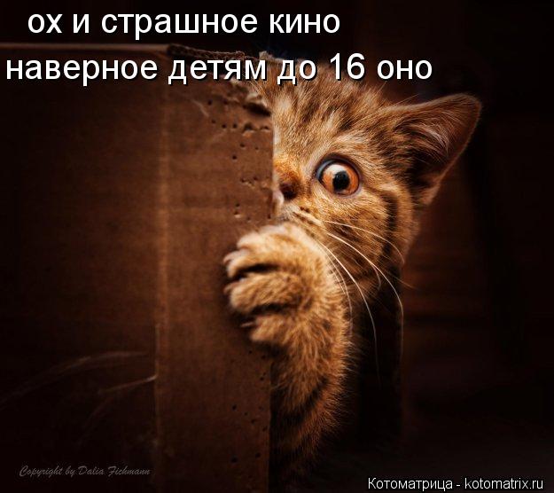 ох и страшное кино наверное детям до 16 оно... Котоматрица: ох и страшное кино наверное детям до 16 оно