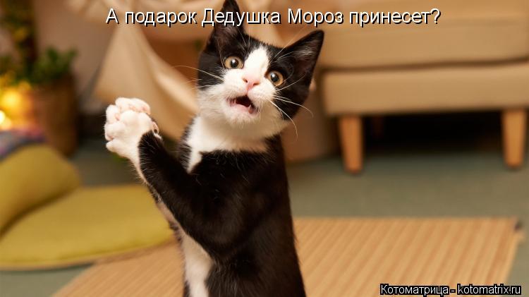 А подарок Дедушка Мороз принесет?... Котоматрица: А подарок Дедушка Мороз принесет?