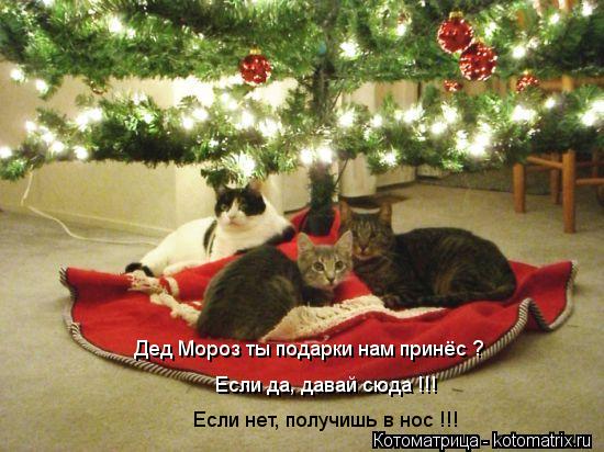 Дед Мороз ты подарки нам принёс ? Если да, давай сюда !!! Если нет, получишь в нос !!!... Котоматрица: Дед Мороз ты подарки нам принёс ? Если да, давай сюда !!! Если нет, получишь в нос !!!