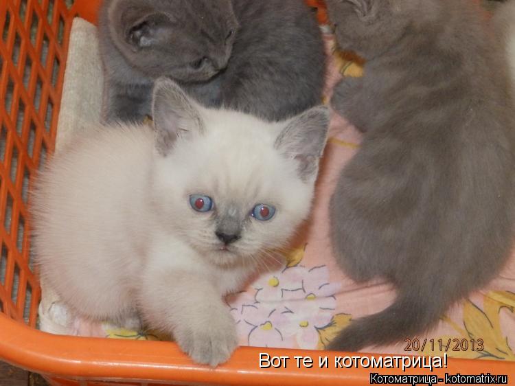 Вот те и котоматрица!... Котоматрица: Вот те и котоматрица!
