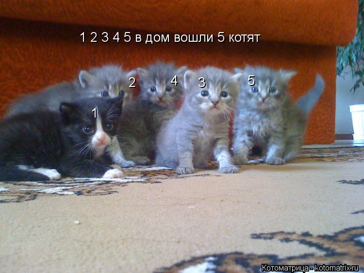 1 2 3 4 5 в дом вошли 5 котят 1 2 3 4 5... Котоматрица: 1 2 3 4 5 в дом вошли 5 котят 1 2 3 4 5