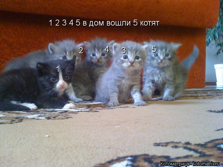 Котоматрица: 1 2 3 4 5 в дом вошли 5 котят 1                2                3            4                  5