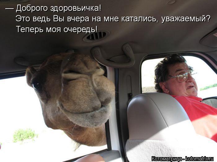 — Доброго здоровьичка! Это ведь Вы вчера на мне катались, уважаемый? Теперь моя очередь!... Котоматрица: — Доброго здоровьичка! Это ведь Вы вчера на мне катались, уважаемый? Теперь моя очередь!