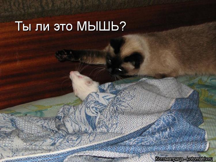 Котоматрица: Ты ли это МЫШЬ?