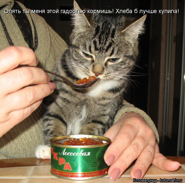 Опять ты меня этой гадостью кормишь! Хлеба б лучше купила!... Котоматрица: Опять ты меня этой гадостью кормишь! Хлеба б лучше купила!