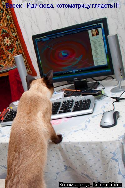 Васек ! Иди сюда, котоматрицу глядеть!!!... Котоматрица: Васек ! Иди сюда, котоматрицу глядеть!!!