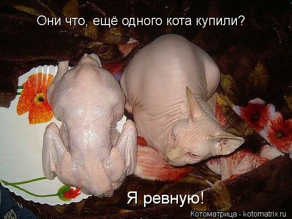 Они что, ещё одного кота купили? Я ревную!... Котоматрица: Они что, ещё одного кота купили? Я ревную!