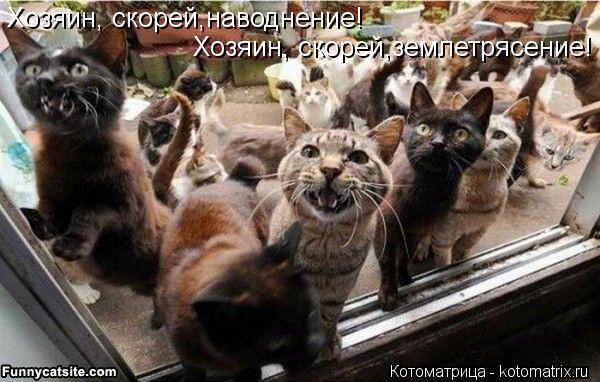 Хозяин, скорей,наводнение! Хозяин, скорей,землетрясение!... Котоматрица: Хозяин, скорей,наводнение! Хозяин, скорей,землетрясение!
