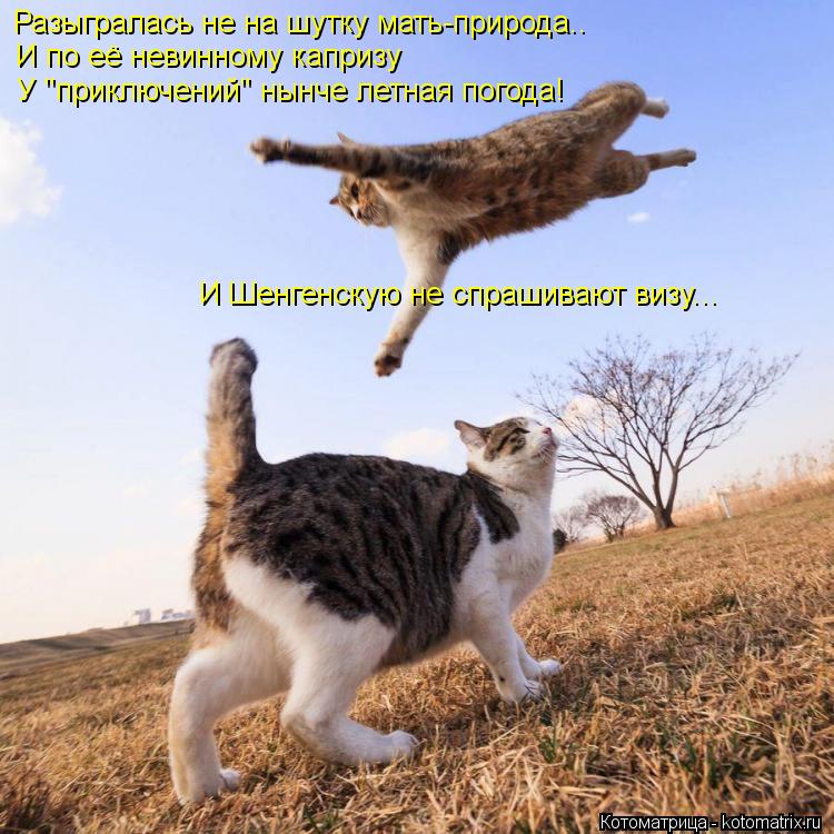 Разыгралась не на шутку мать-природа.. И по её невинному капризу И Шенгенскую не спрашивают визу... У... Котоматрица: Разыгралась не на шутку мать-природа.. И по её невинному капризу И Шенгенскую не спрашивают визу... У "приключений" нынче летная погода!