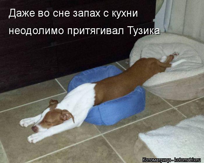 Даже во сне запах с кухни неодолимо притягивал Тузика... Котоматрица: Даже во сне запах с кухни неодолимо притягивал Тузика