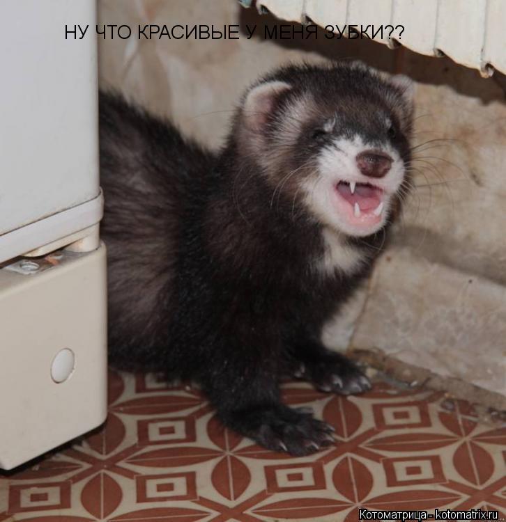 НУ ЧТО КРАСИВЫЕ У МЕНЯ ЗУБКИ??... Котоматрица: НУ ЧТО КРАСИВЫЕ У МЕНЯ ЗУБКИ??