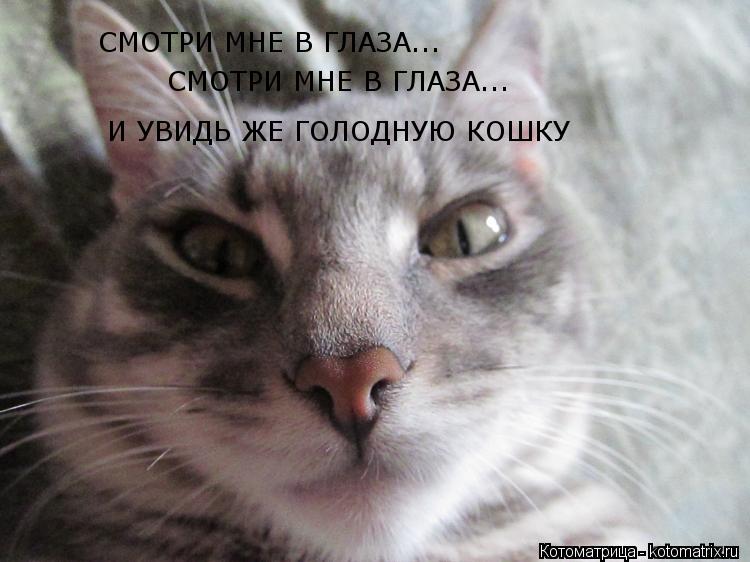 СМОТРИ МНЕ В ГЛАЗА... СМОТРИ МНЕ В ГЛАЗА... И УВИДЬ ЖЕ ГОЛОДНУЮ КОШКУ... Котоматрица: СМОТРИ МНЕ В ГЛАЗА... СМОТРИ МНЕ В ГЛАЗА... И УВИДЬ ЖЕ ГОЛОДНУЮ КОШКУ