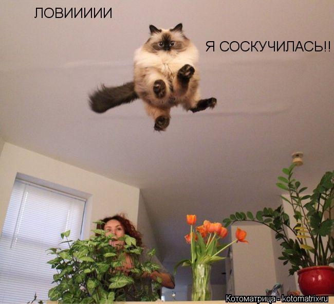 ЛОВИИИИИ Я СОСКУЧИЛАСЬ!!... Котоматрица: ЛОВИИИИИ Я СОСКУЧИЛАСЬ!!