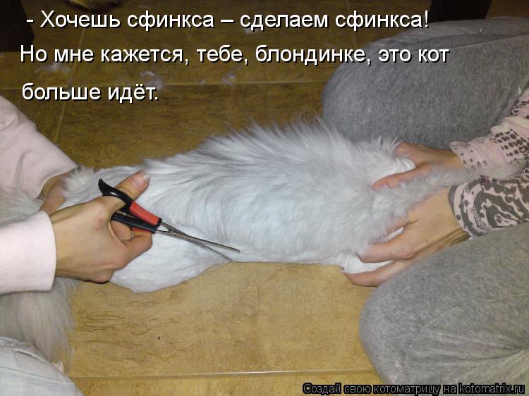 - Хочешь сфинкса – сделаем сфинкса! Но мне кажется, тебе, блондинке, это кот больше идёт.... Котоматрица: - Хочешь сфинкса – сделаем сфинкса! Но мне кажется, тебе, блондинке, это кот больше идёт.