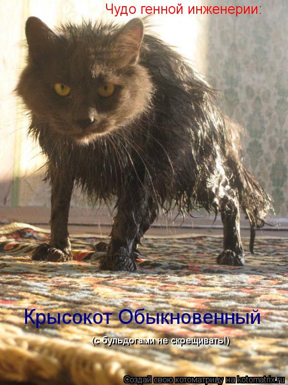 Чудо генной инженерии: Крысокот Обыкновенный (с бульдогами не скрещивать!)... Котоматрица: Чудо генной инженерии: Крысокот Обыкновенный (с бульдогами не скрещивать!)