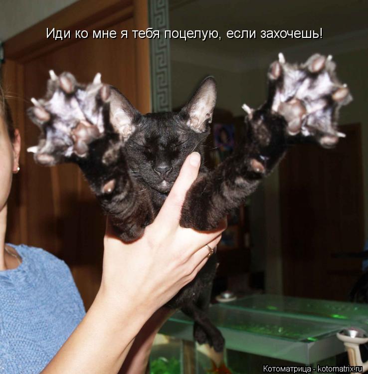 Иди ко мне я тебя поцелую, если захочешь!... Котоматрица: Иди ко мне я тебя поцелую, если захочешь!