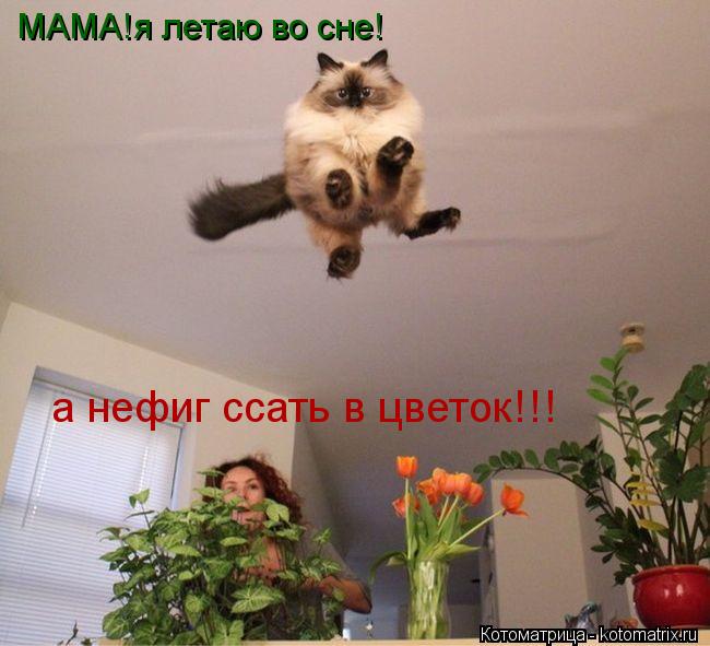 МАМА!я летаю во сне! а нефиг ссать в цветок!!!... Котоматрица: МАМА!я летаю во сне! а нефиг ссать в цветок!!!