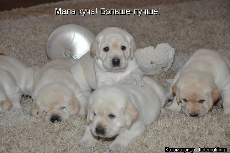 Мала куча! Больше-лучше!... Котоматрица: Мала куча! Больше-лучше!