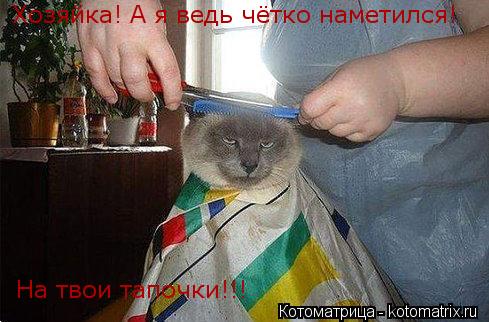 Хозяйка! А я ведь чётко наметился! На твои тапочки!!!... Котоматрица: Хозяйка! А я ведь чётко наметился! На твои тапочки!!!