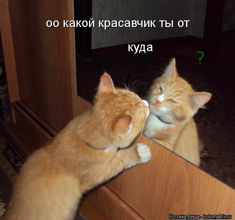оо какой красавчик ты от куда ?... Котоматрица: оо какой красавчик ты от куда ?