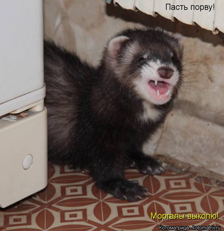 Пасть порву! Моргалы выколю!... Котоматрица: Пасть порву! Моргалы выколю!
