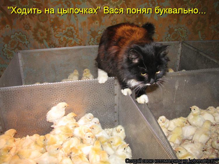 "Ходить на цыпочках" Вася понял буквально...... Котоматрица: "Ходить на цыпочках" Вася понял буквально...