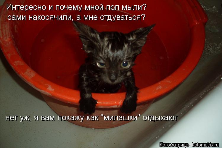 Интересно и почему мной пол мыли? сами накосячили, а мне отдуваться? нет уж, я вам покажу как "милашк... Котоматрица: Интересно и почему мной пол мыли? сами накосячили, а мне отдуваться? нет уж, я вам покажу как "милашки" отдыхают