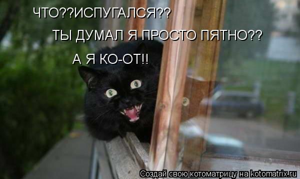 ЧТО??ИСПУГАЛСЯ?? ТЫ ДУМАЛ Я ПРОСТО ПЯТНО?? А Я КО-ОТ!!... Котоматрица: ЧТО??ИСПУГАЛСЯ?? ТЫ ДУМАЛ Я ПРОСТО ПЯТНО?? А Я КО-ОТ!!