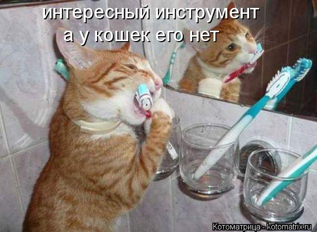 интересный инструмент а у кошек его нет... Котоматрица: интересный инструмент а у кошек его нет